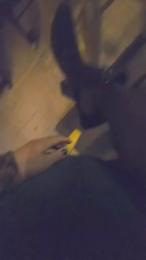 Jade_Zephyra webcam model stream image