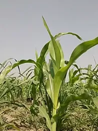 ThethunderPo webcam model stream image