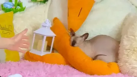 LandelRay webcam model stream image