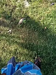 dolphiinn webcam model stream image