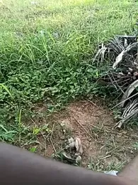 dolphiinn webcam model stream image