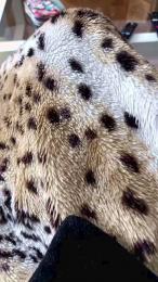 Cuoresexmmm webcam model stream image