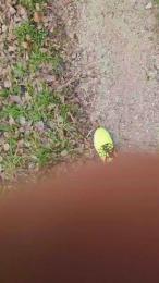 Chicoo20155 webcam model stream image