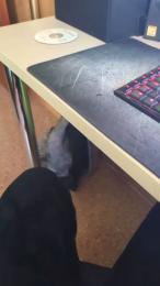 polli_play webcam model stream image