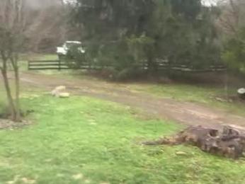 mommamia12 webcam chaturbate model stream image