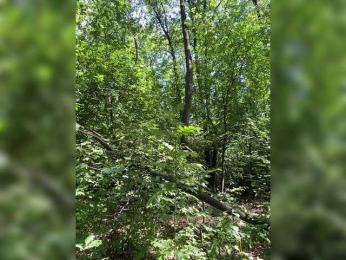 BabyDarii bongacams stream image