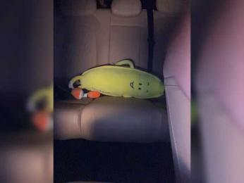 KatyKatS bongacams stream image